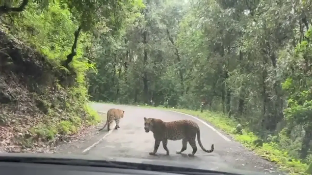 पौड़ी मे तेंदुए की धमक