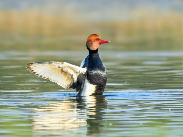 Red Creasted Pochard