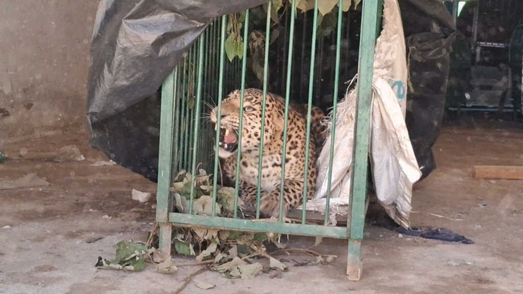 पौड़ी में थमी दहशत , कोटी गांव में कैद हुआ गुलदार , वन विभाग ने किया रेस्क्यू... 3 Terrifying Leopard in Pauri Caged