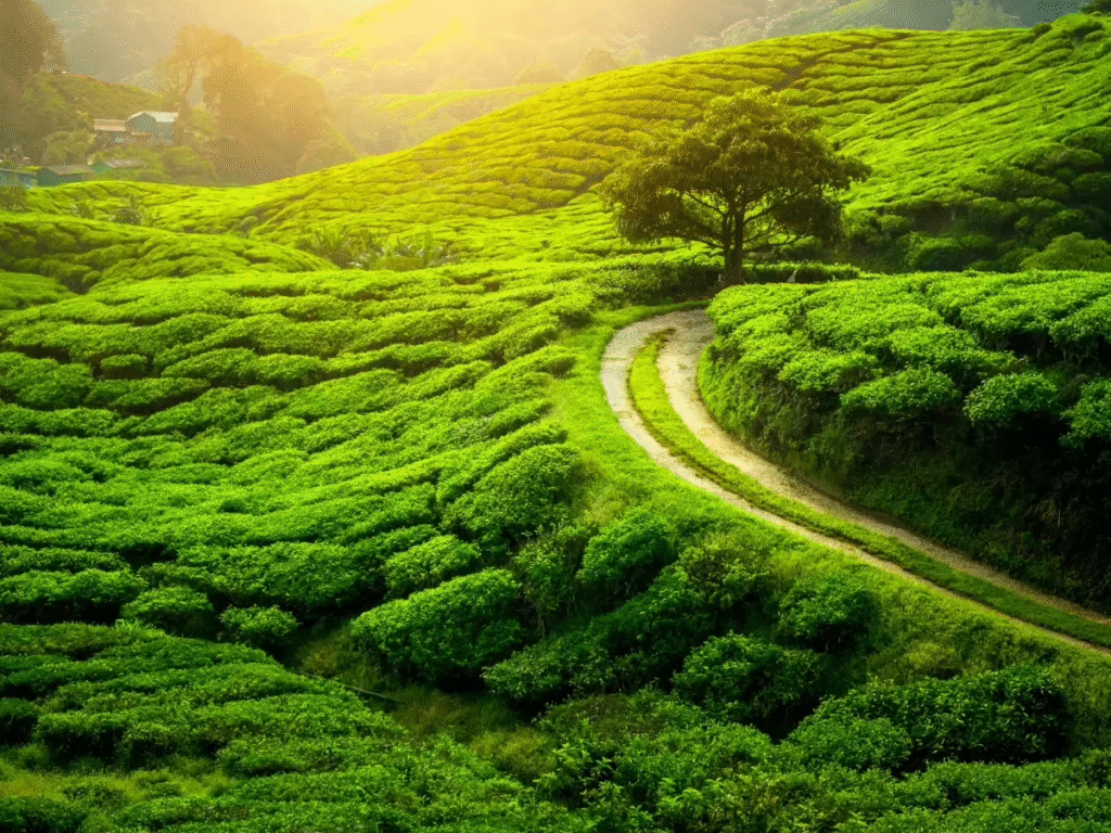 Top 10 Places to Visit in India in 2025 (Amazing + Unexpected Picks) 9 Darjeeling – Tea Gardens and Himalayas